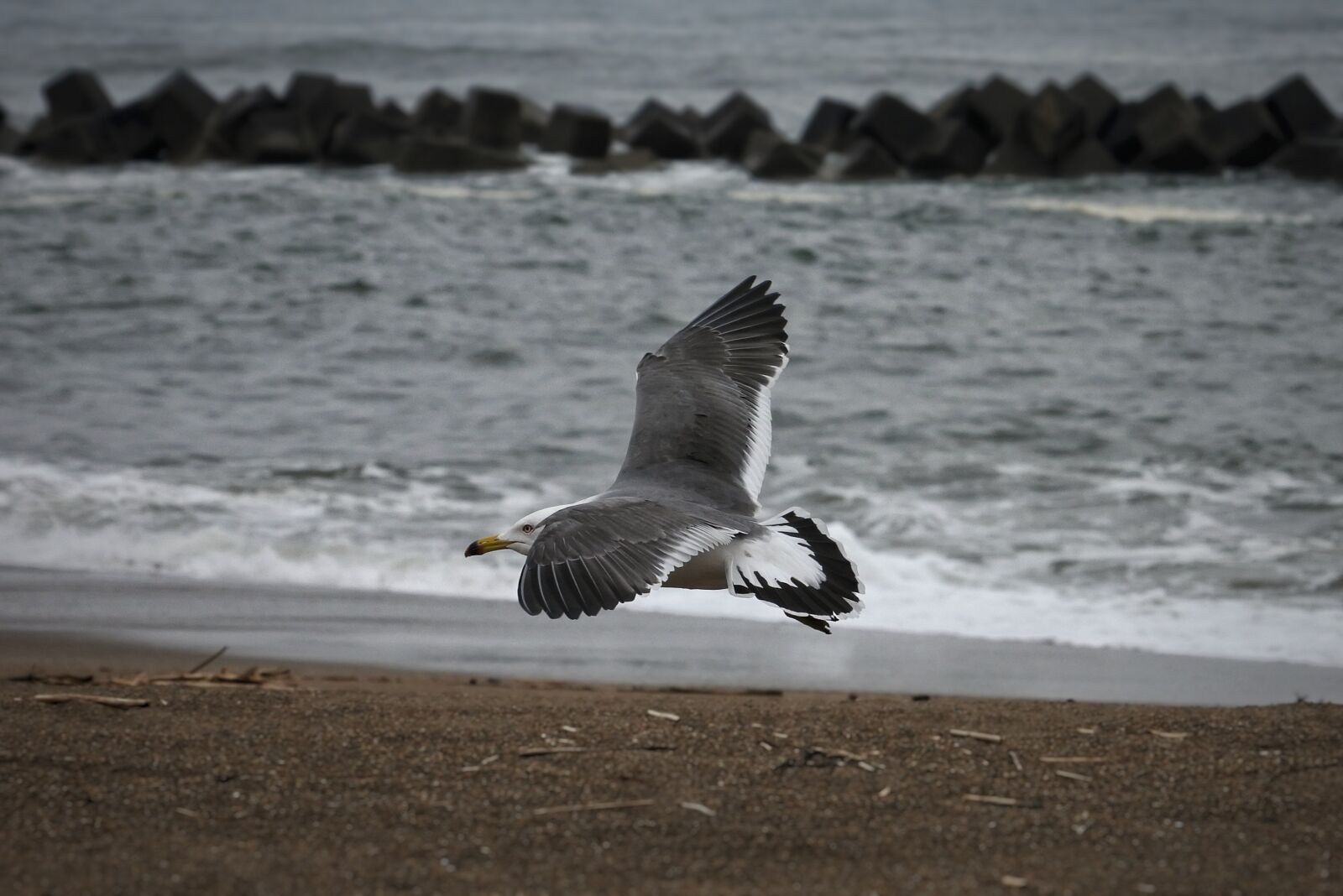 Nikon 1 Nikkor VR 30-110mm F3.8-5.6 sample photo. Animal, sea, beach photography