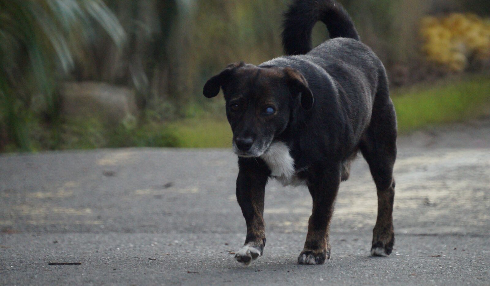 Sony 500mm F8 Reflex sample photo. Animal, dog, canine photography