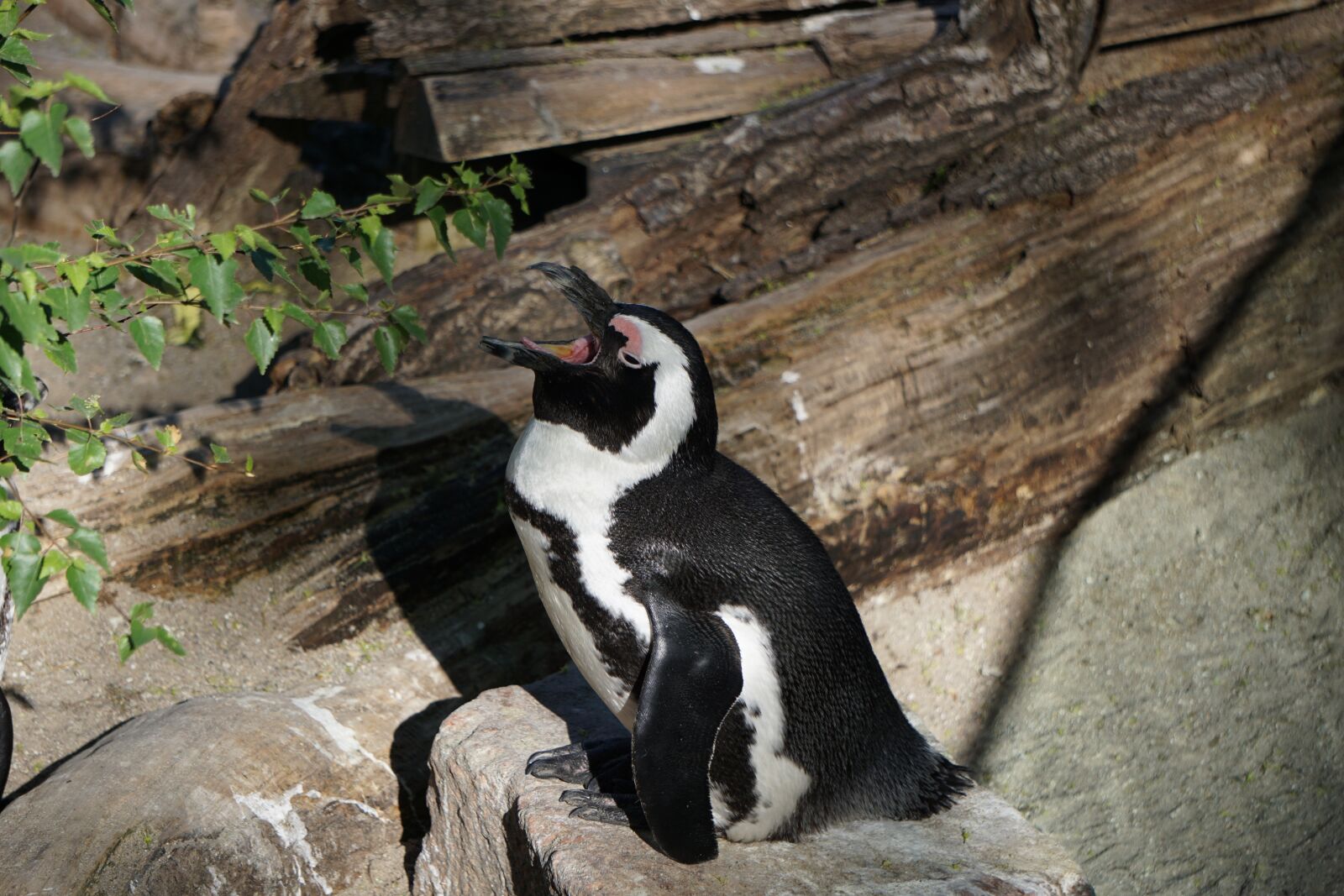 Sony a6000 sample photo. Penguin, zoo, animal world photography
