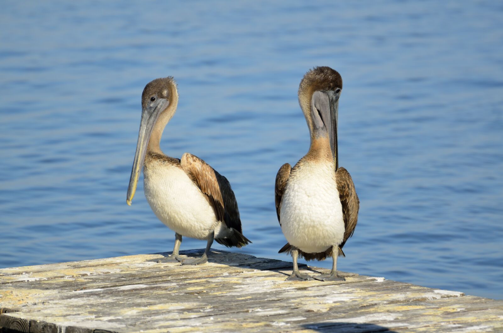 Nikon D7000 sample photo. Brown pelicans, resting, bird photography