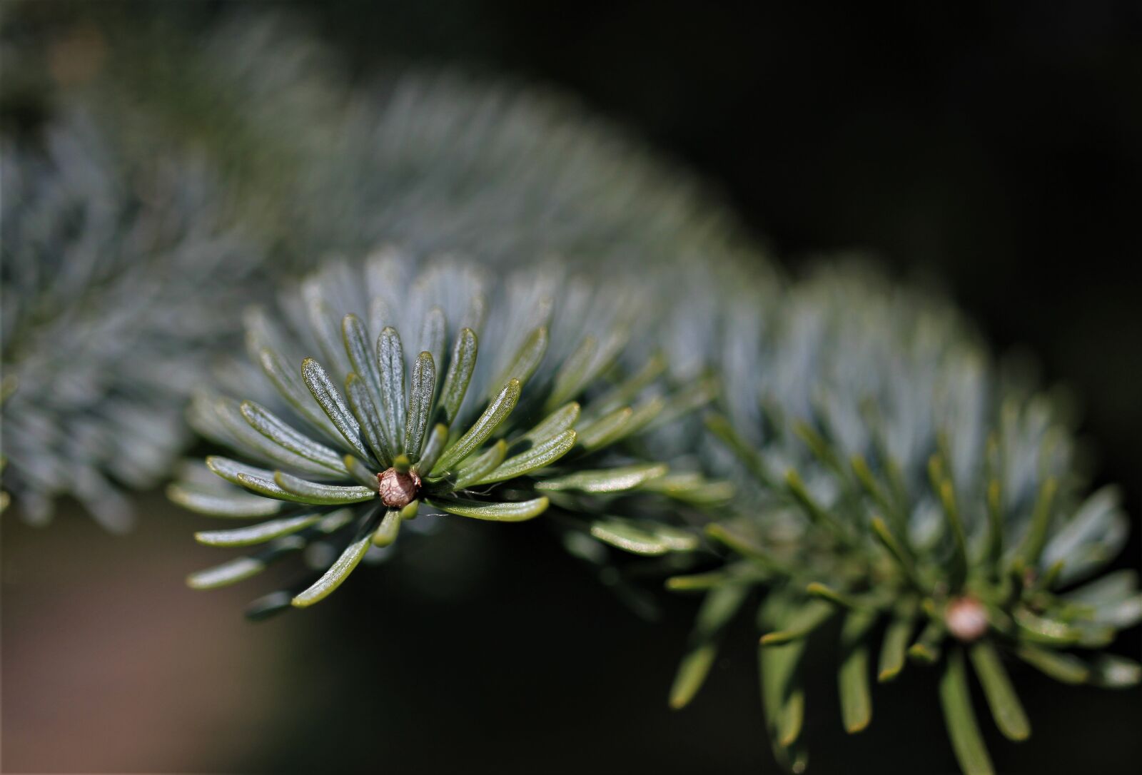 Canon EOS 7D sample photo. Fir tree, fir needle photography