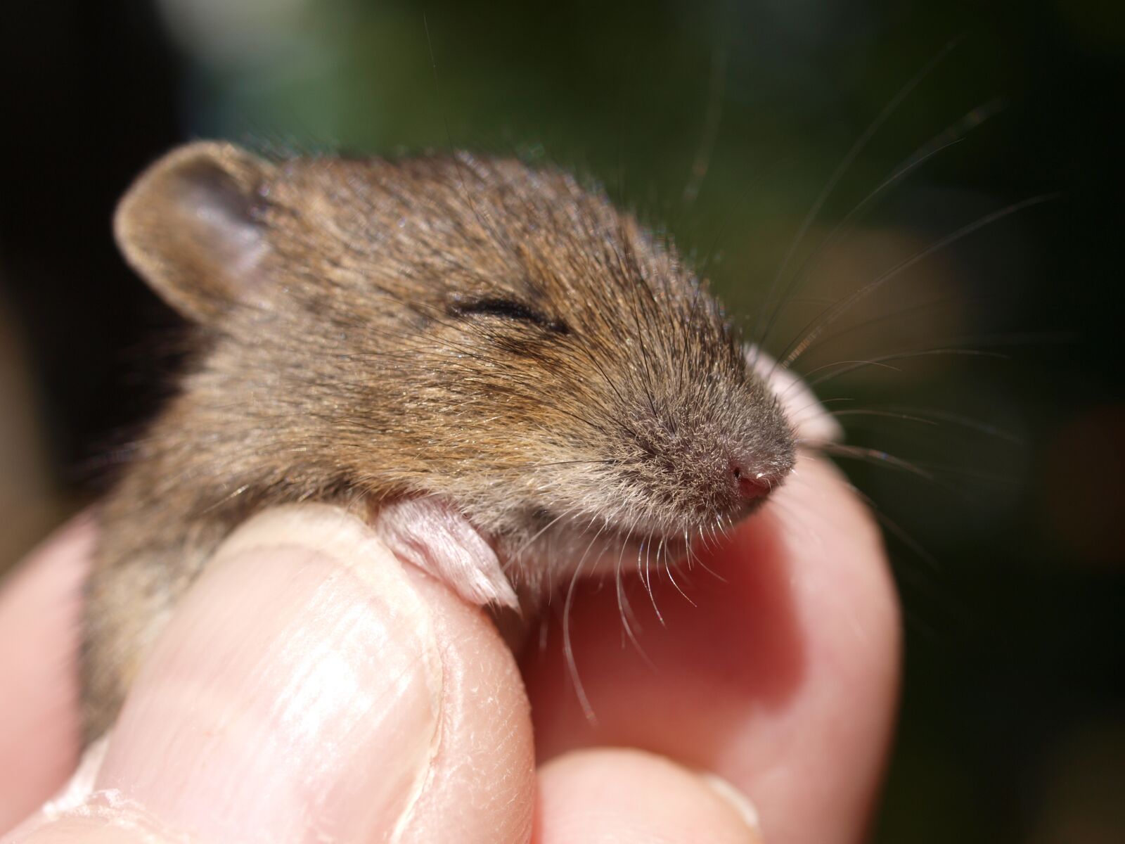 Olympus E-520 (EVOLT E-520) sample photo. Mouse, animal, baby animal photography