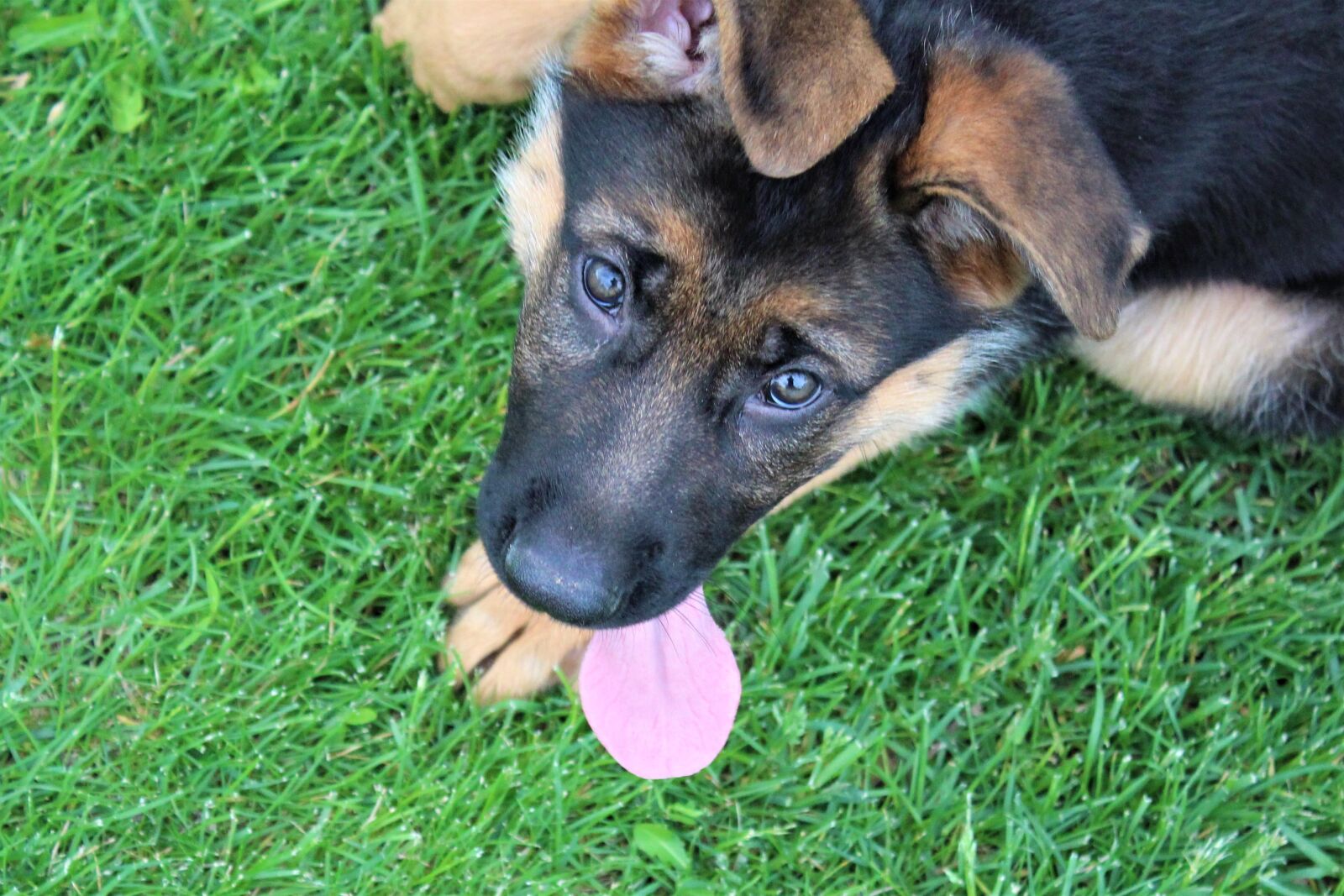 Canon EOS 1300D (EOS Rebel T6 / EOS Kiss X80) sample photo. Dog, puppy, german shepherd photography