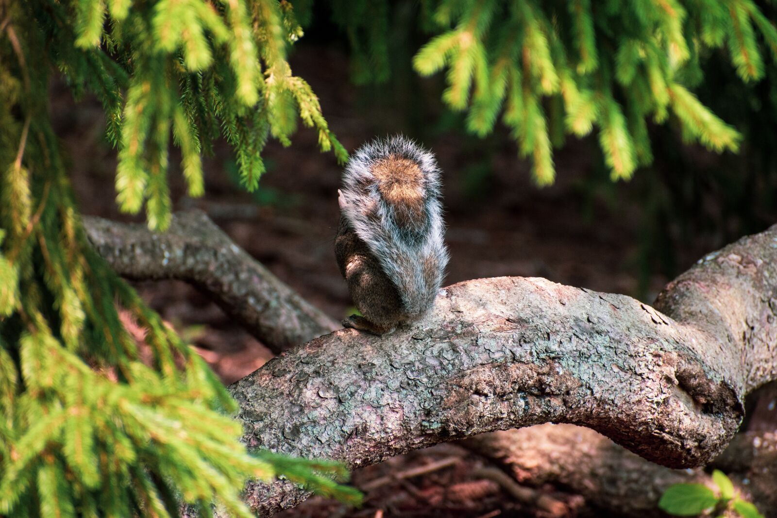 Nikon D5600 sample photo. Squirrel, chipmunk, trees photography
