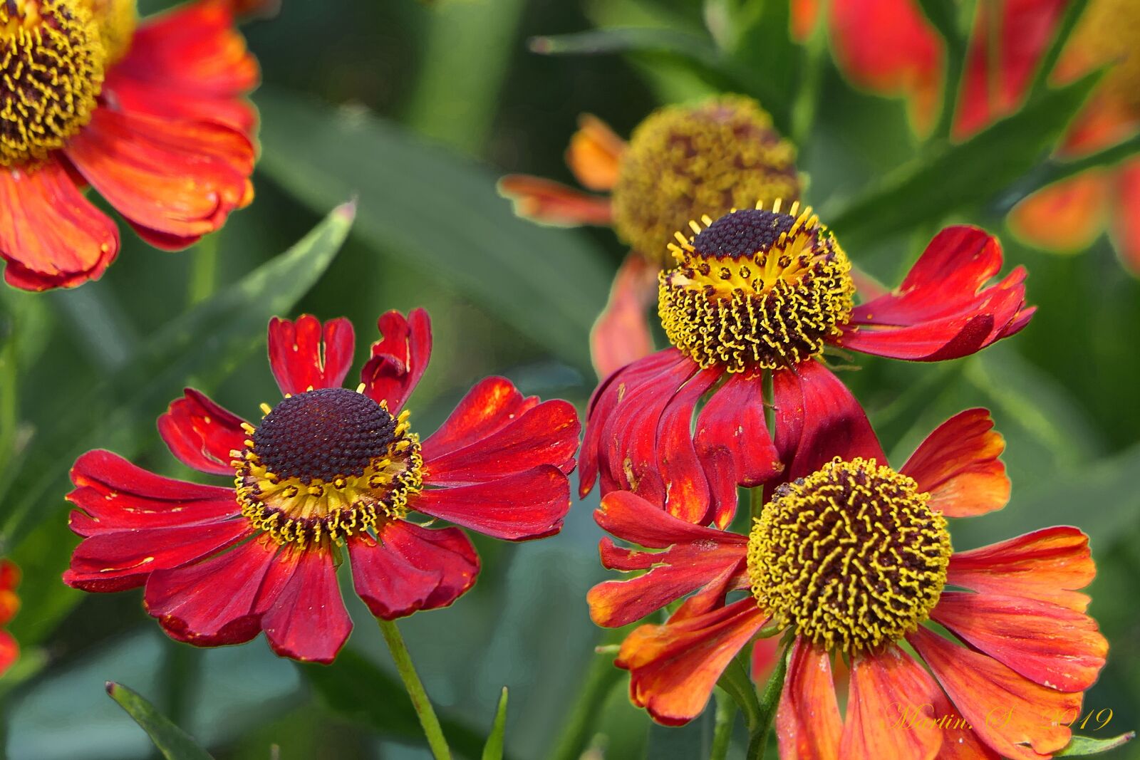 Panasonic Lumix DMC-FZ2500 (Lumix DMC-FZ2000) sample photo. Flowers, nature, red photography