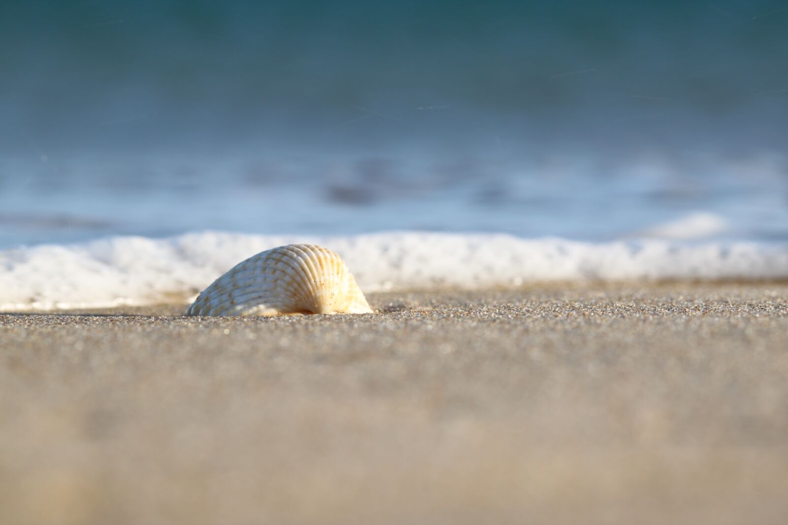 Canon EOS 500D (EOS Rebel T1i / EOS Kiss X3) sample photo. Sea, sand, seashell photography