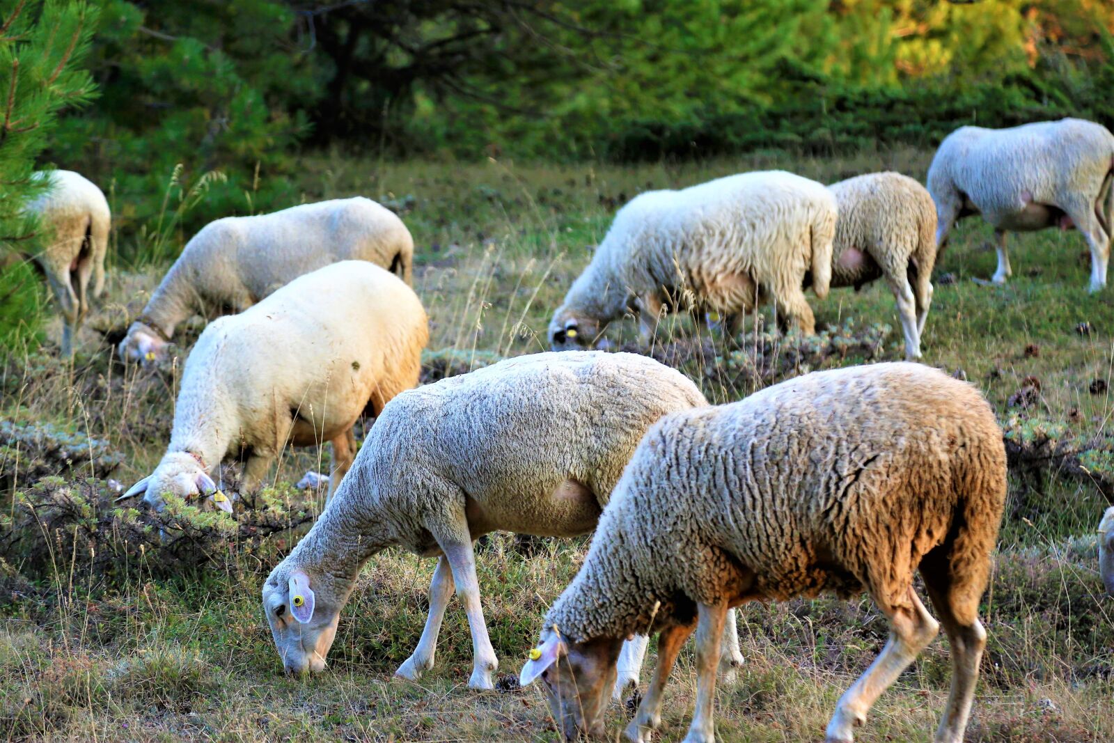 Canon EOS 5D Mark III sample photo. Sheeps, grassland, mountain photography