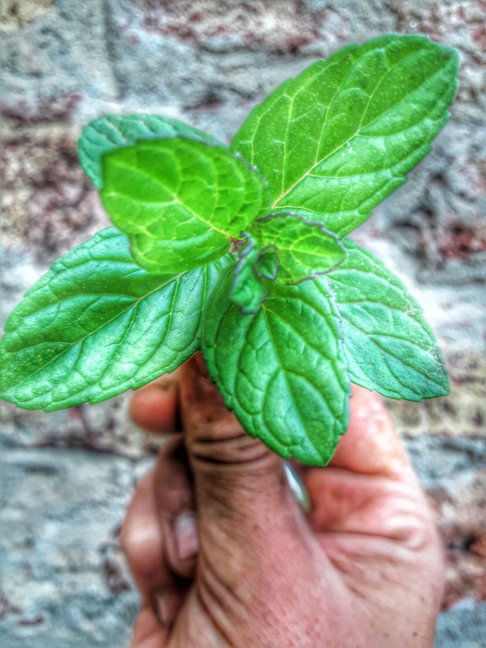 Samsung Galaxy J7 Neo sample photo. Flower, love, happy photography