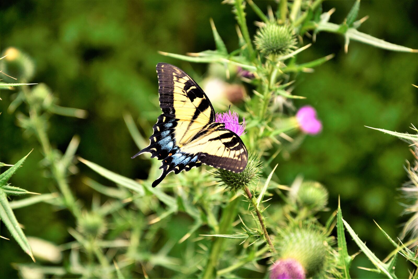 Nikon D7100 sample photo. Butterfly, large, giant swallowtail photography