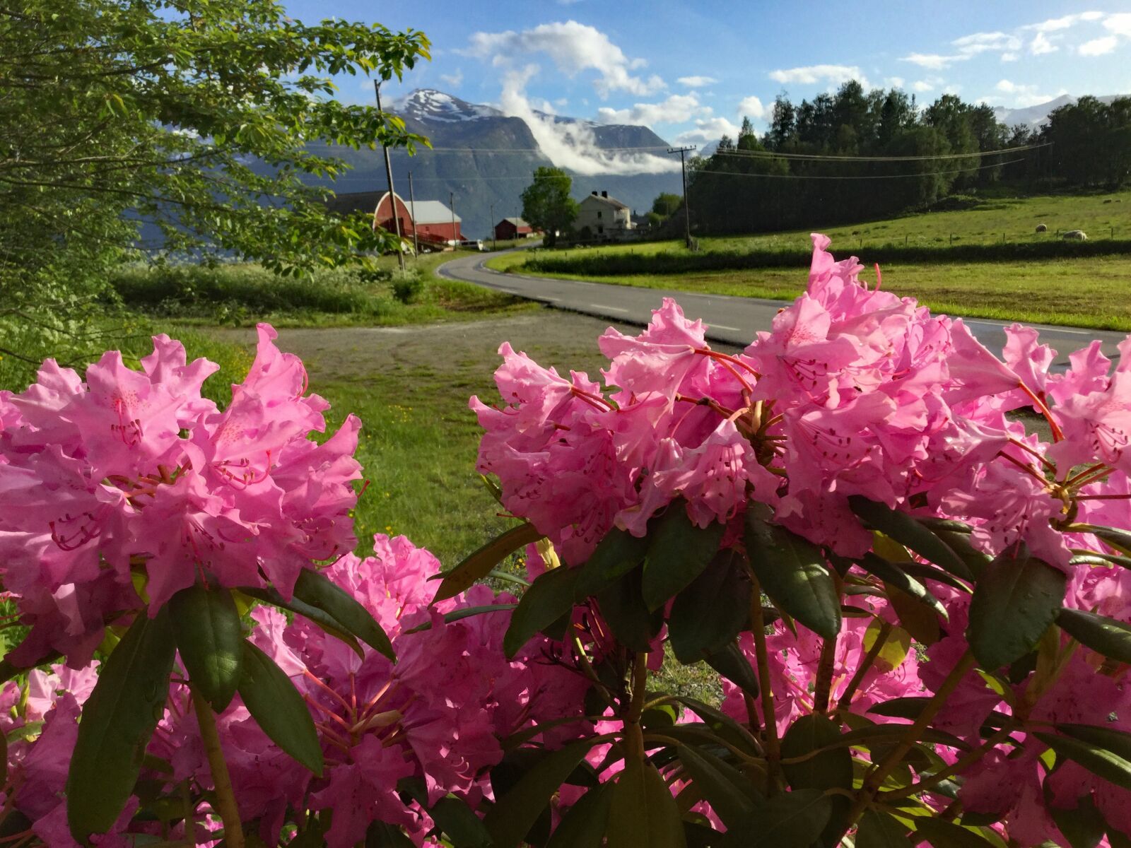 iPad mini 4 back camera 3.3mm f/2.4 sample photo. Norge, flowers, landscape photography