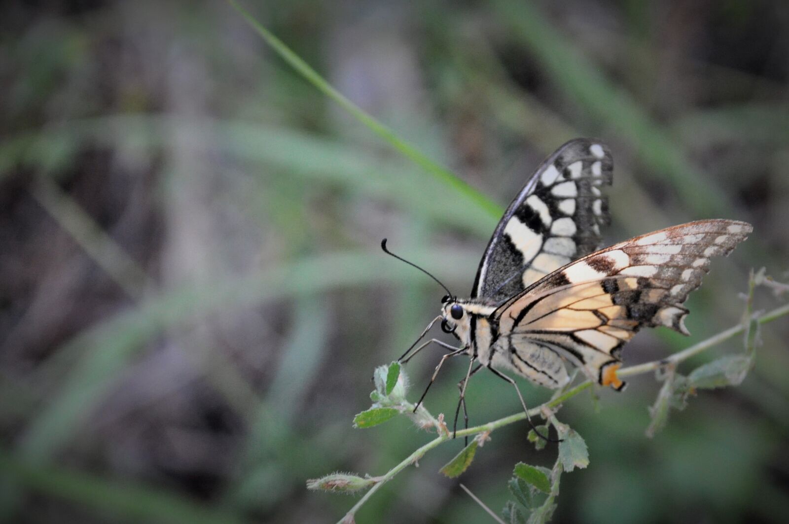 Nikon D90 sample photo. Butterfly, insect, garden photography