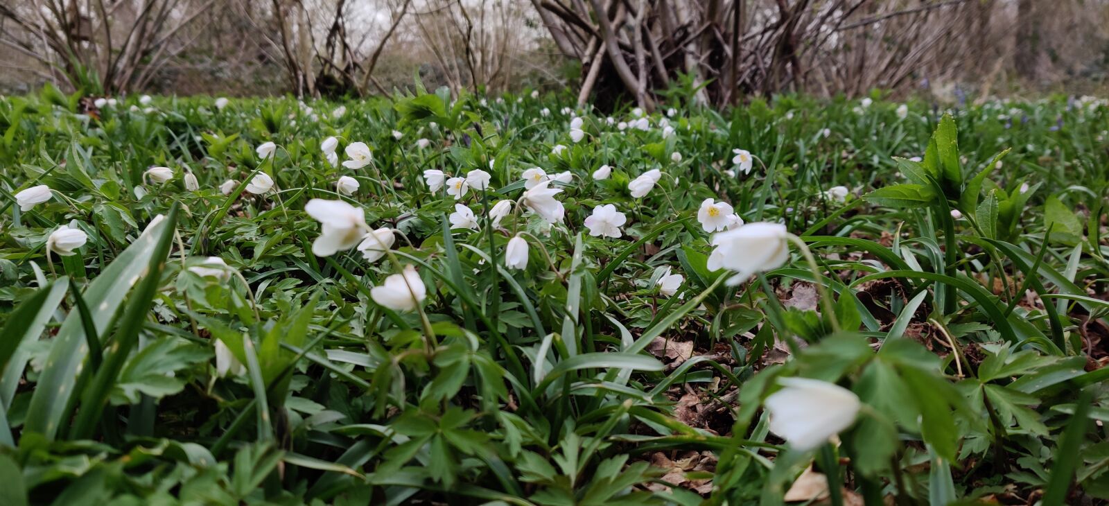 OnePlus GM1913 sample photo. Spring, flowers, snowdrop photography