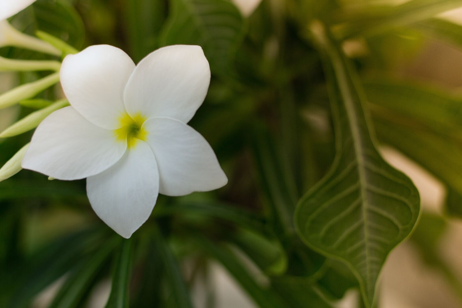 Canon EOS 700D (EOS Rebel T5i / EOS Kiss X7i) + Canon EF 50mm F1.8 STM sample photo. Plant, flowers, nature photography