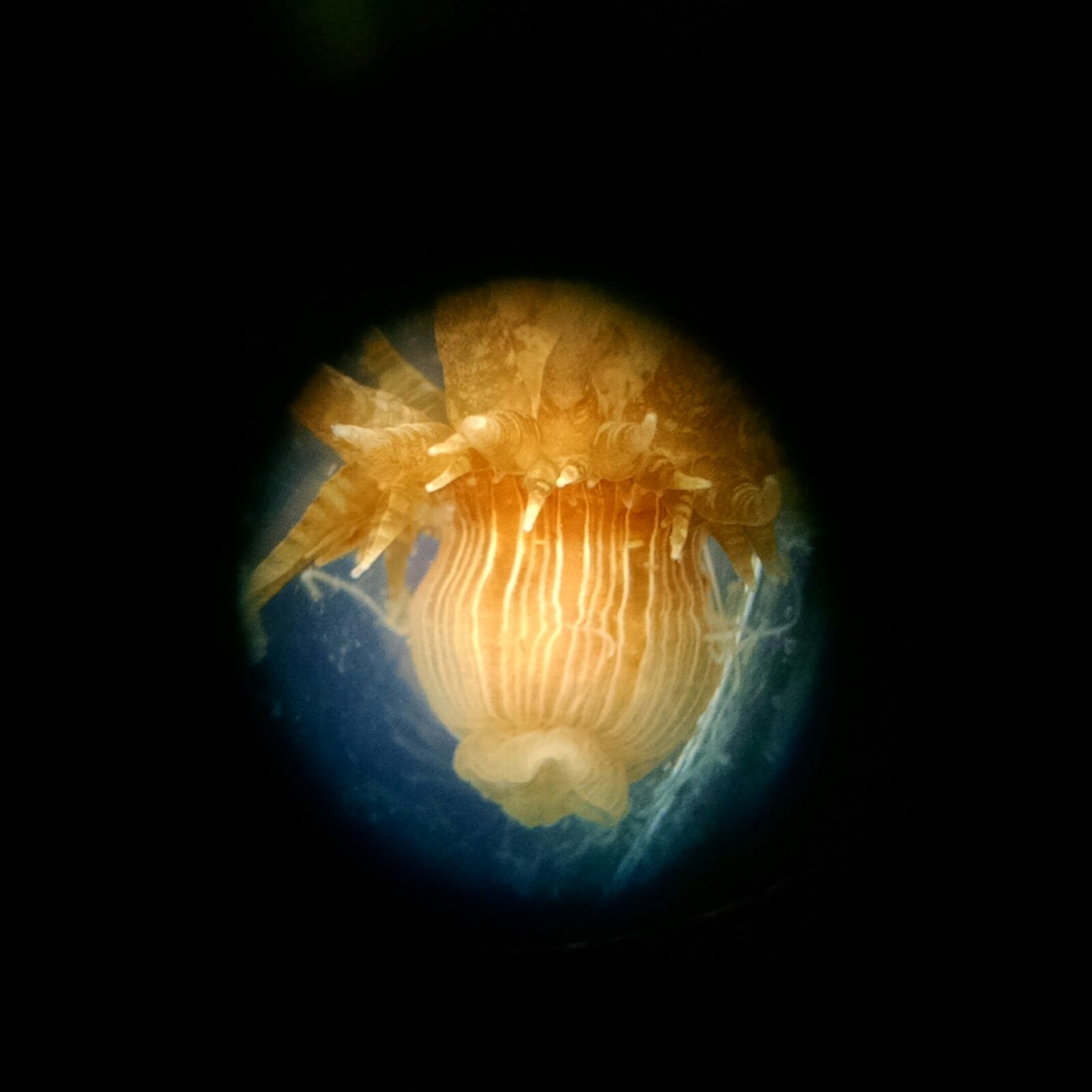 Motorola Moto X (1st Gen) sample photo. Animal, science, sea, anemone photography