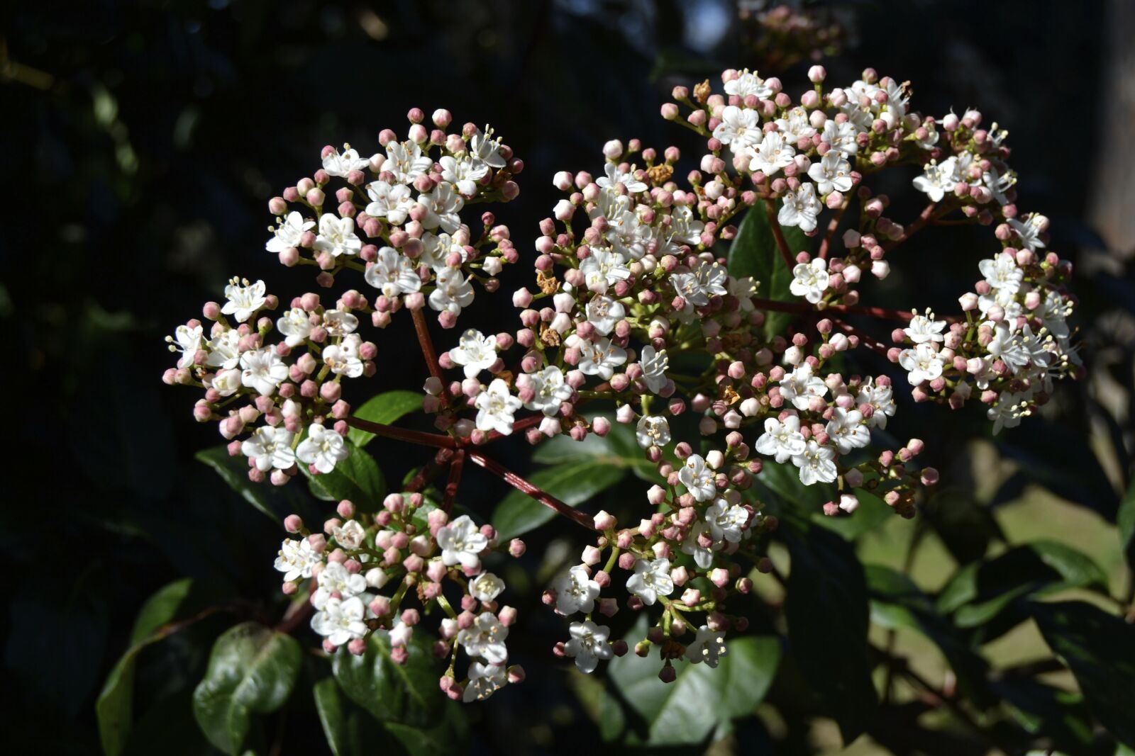 Nikon D3100 sample photo. Buds, spring, gems photography