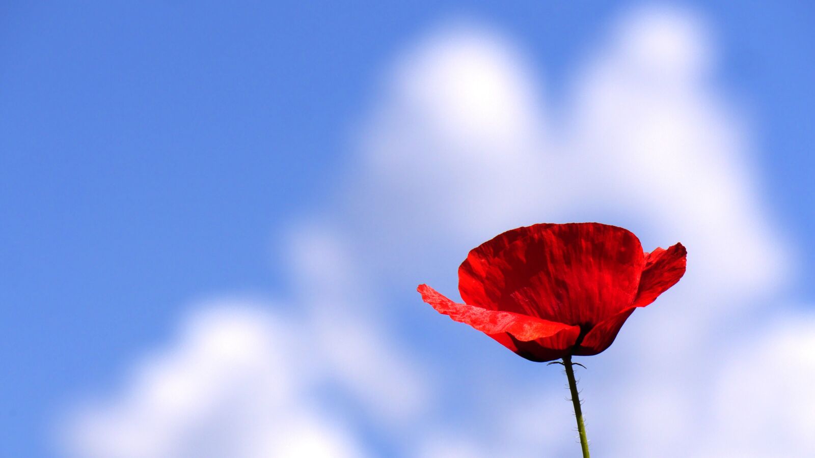 Panasonic Lumix DMC-GH3 sample photo. Poppy, color red, cloud photography
