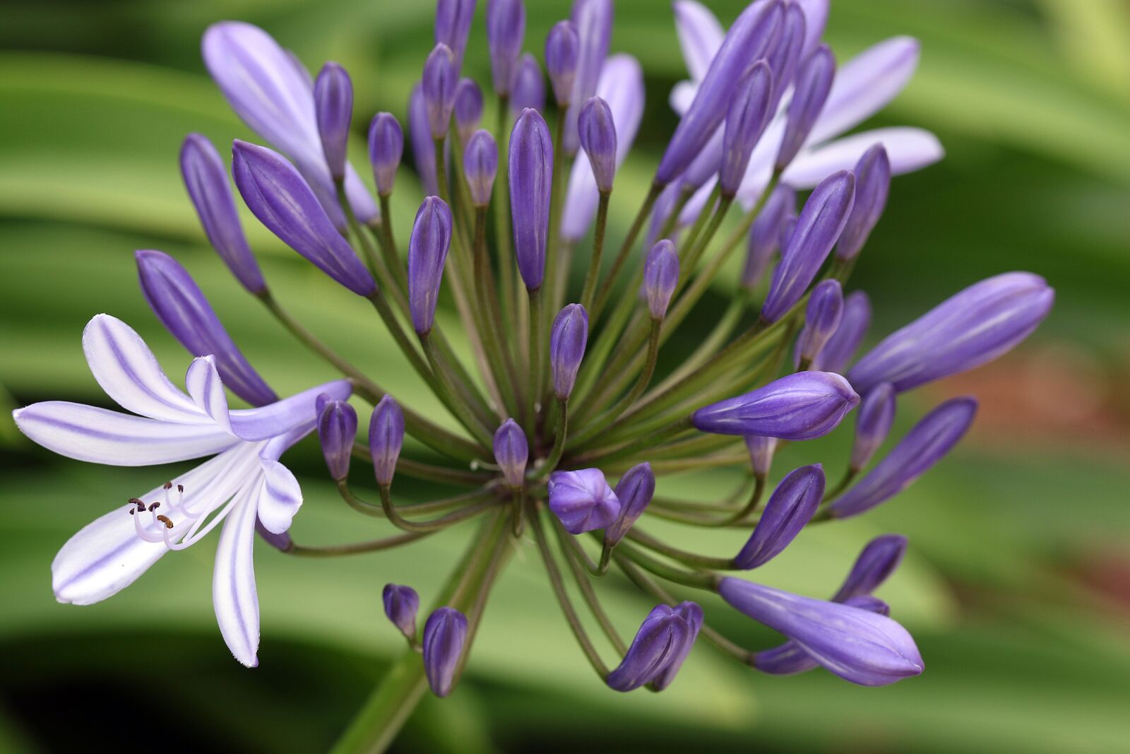 Canon EOS 7D Mark II sample photo. Agapanthus, the buds, blue photography