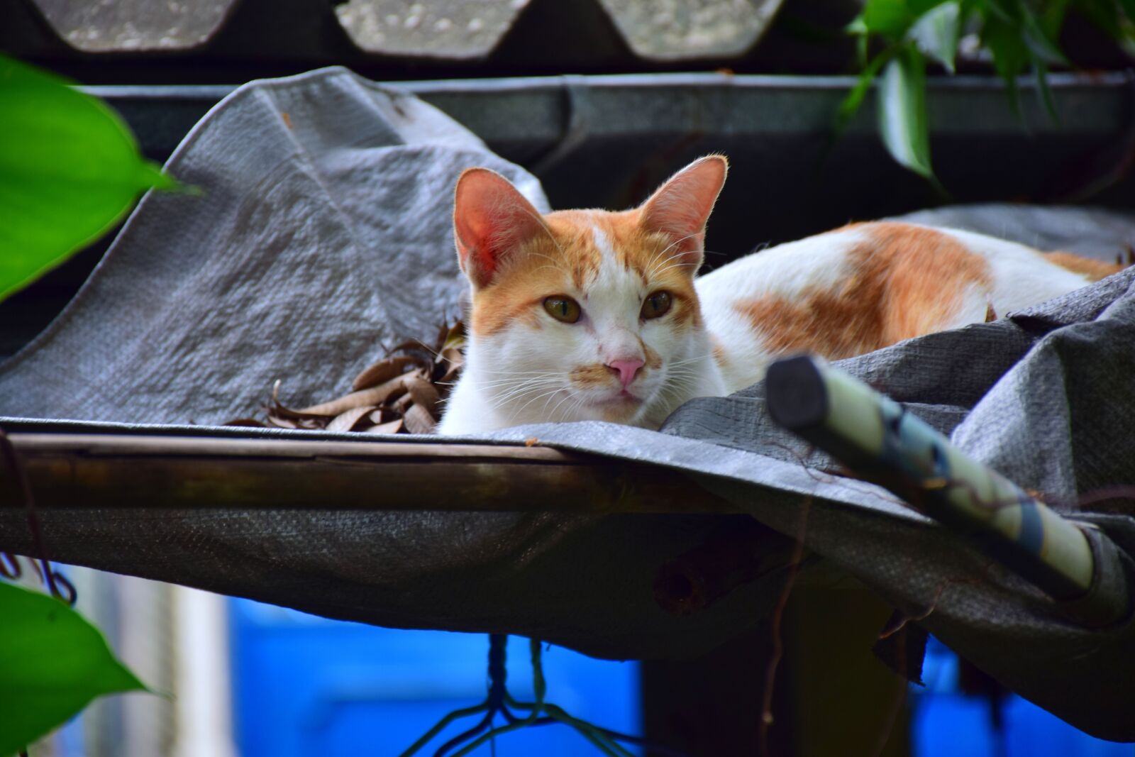 Nikon D5300 sample photo. Cat, sleep, pets photography