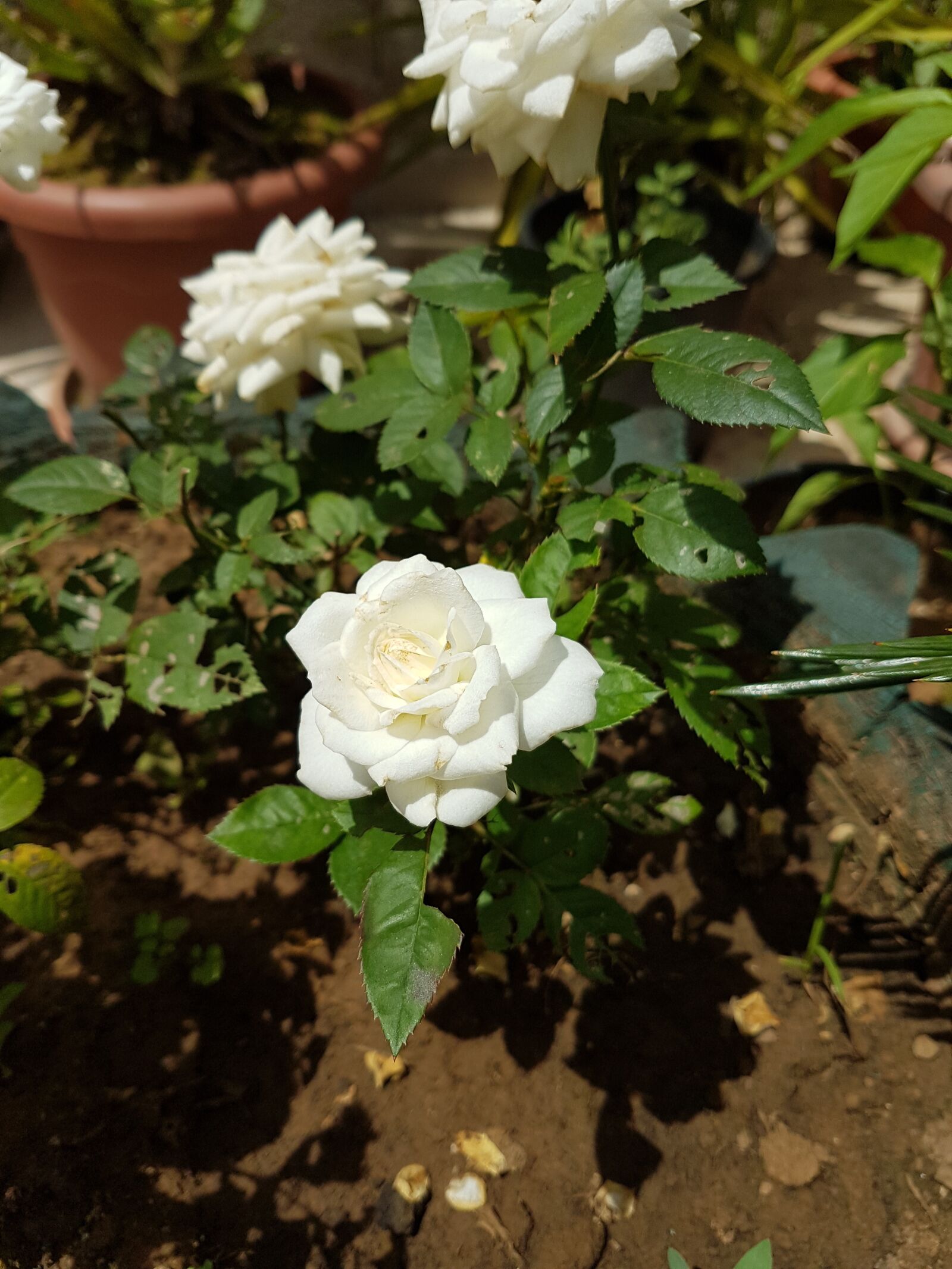 Samsung Galaxy S7 Edge sample photo. Rosa, bianca, flower photography