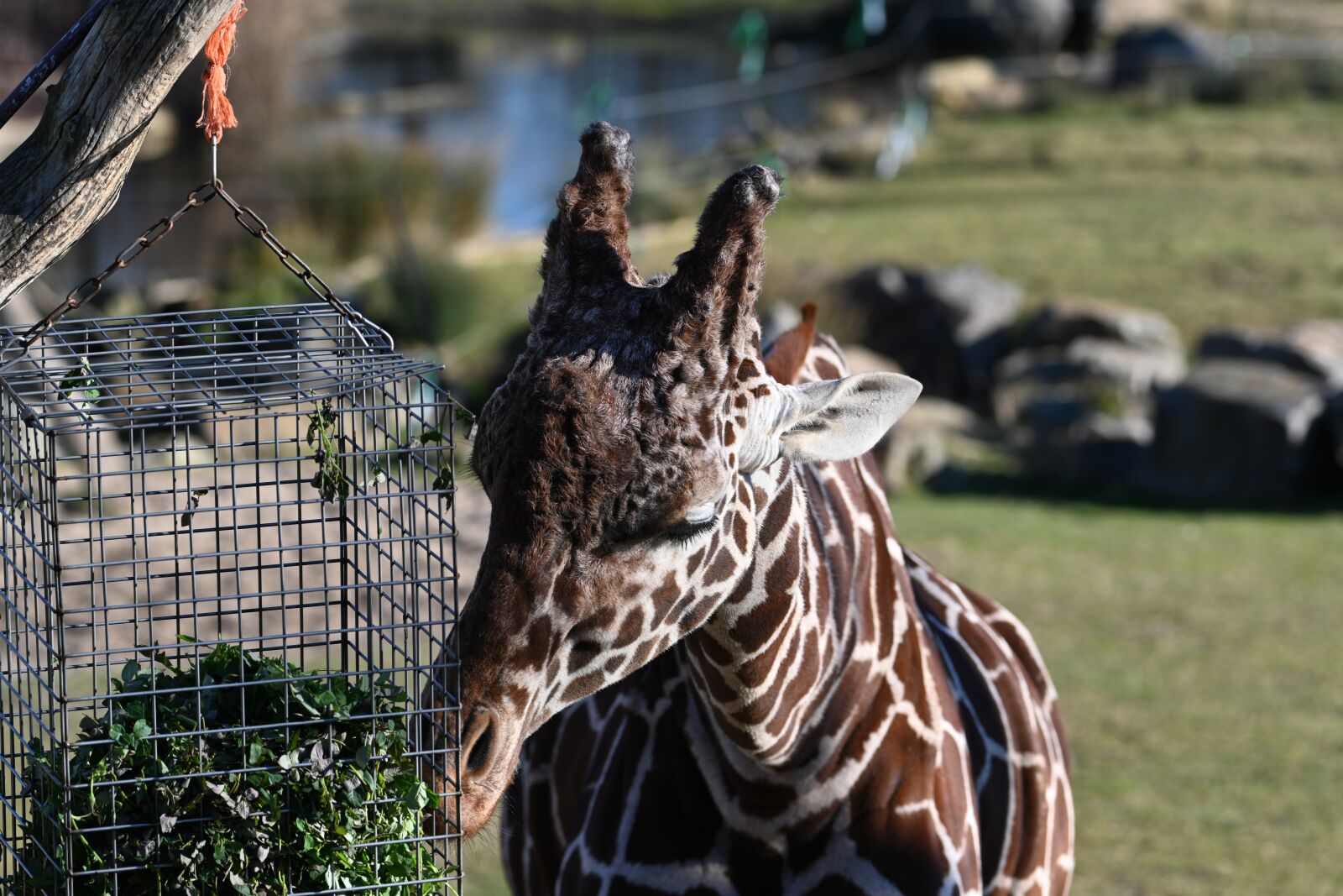 Nikon Z7 sample photo. Mammal, giraffe, zoo photography