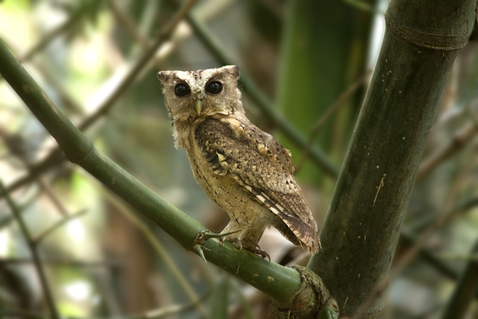 Canon EOS 5D Mark II sample photo. Bird, mother, needs photography
