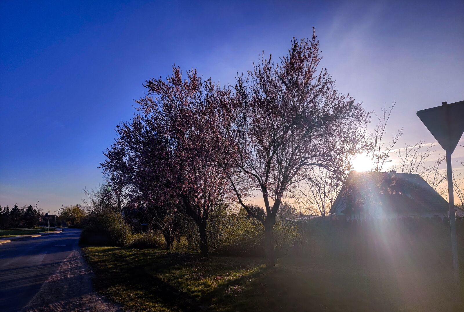 OnePlus GM1903 sample photo. Trees, spring, springtime photography