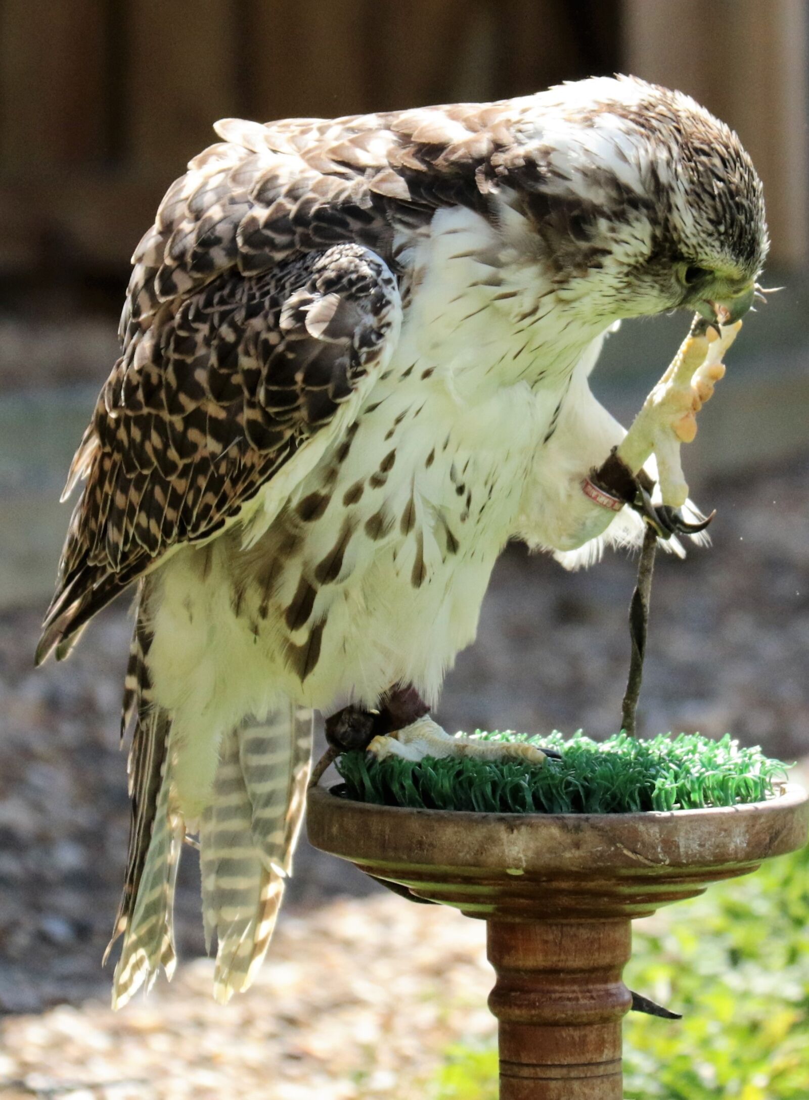 Canon EOS 7D Mark II sample photo. Gyr falcon, bird of photography