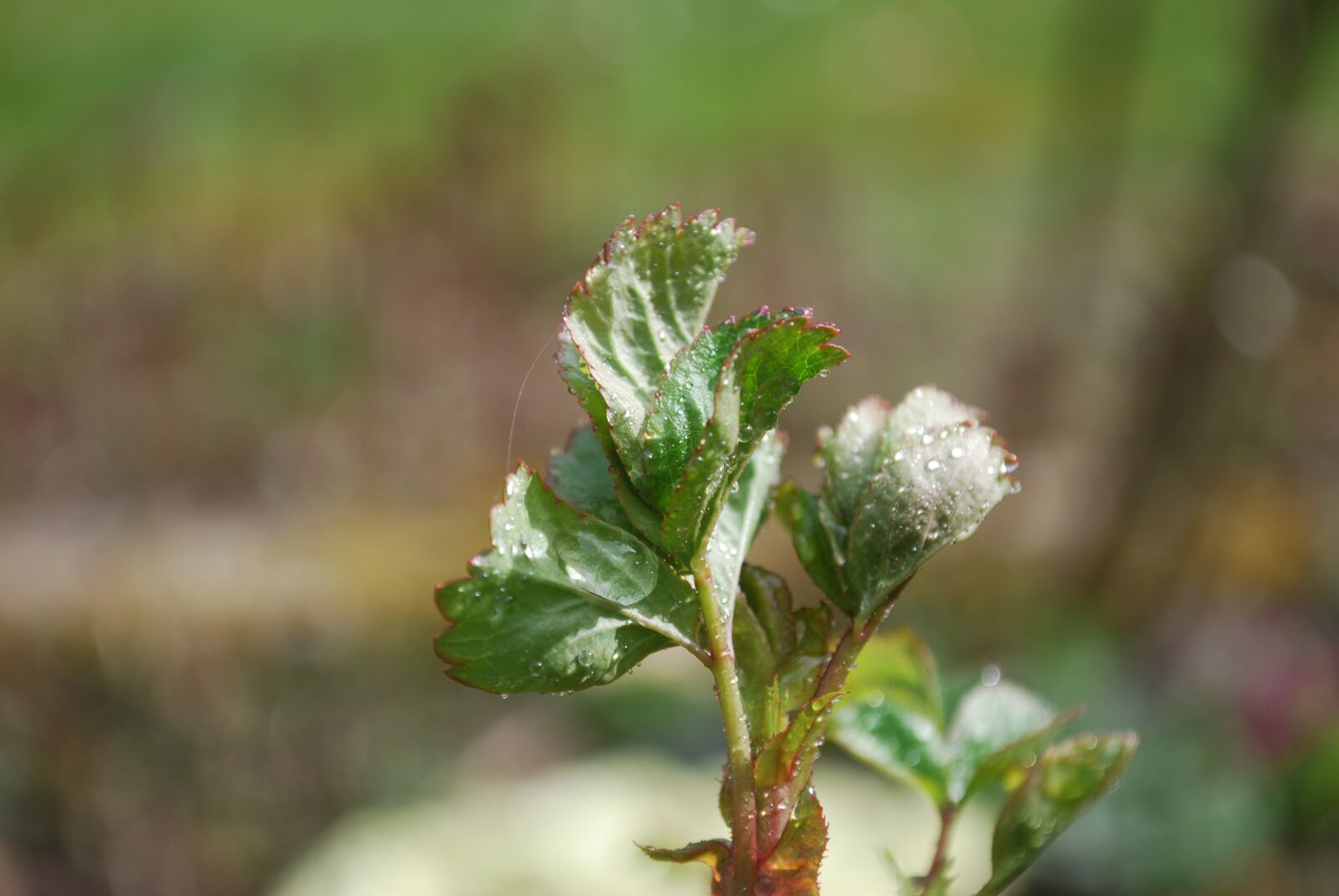 Nikon D60 sample photo. Nature, leaf, plant photography