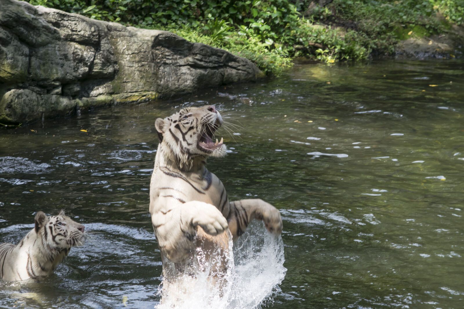 Nikon D5300 sample photo. Animal, big, cat, danger photography