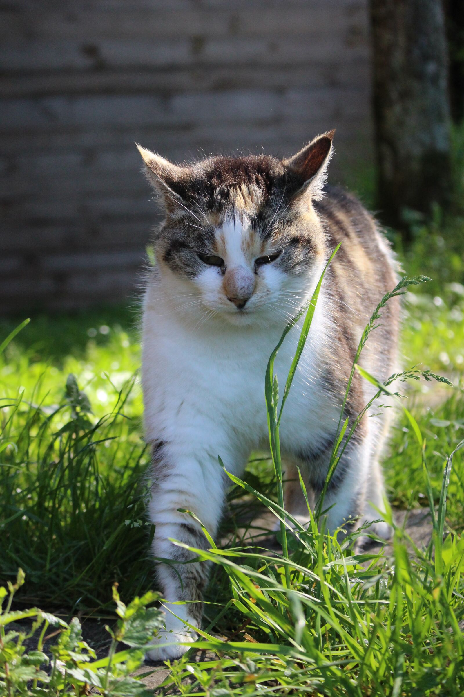 Canon EOS 100D (EOS Rebel SL1 / EOS Kiss X7) sample photo. Cat, meadow, fur photography