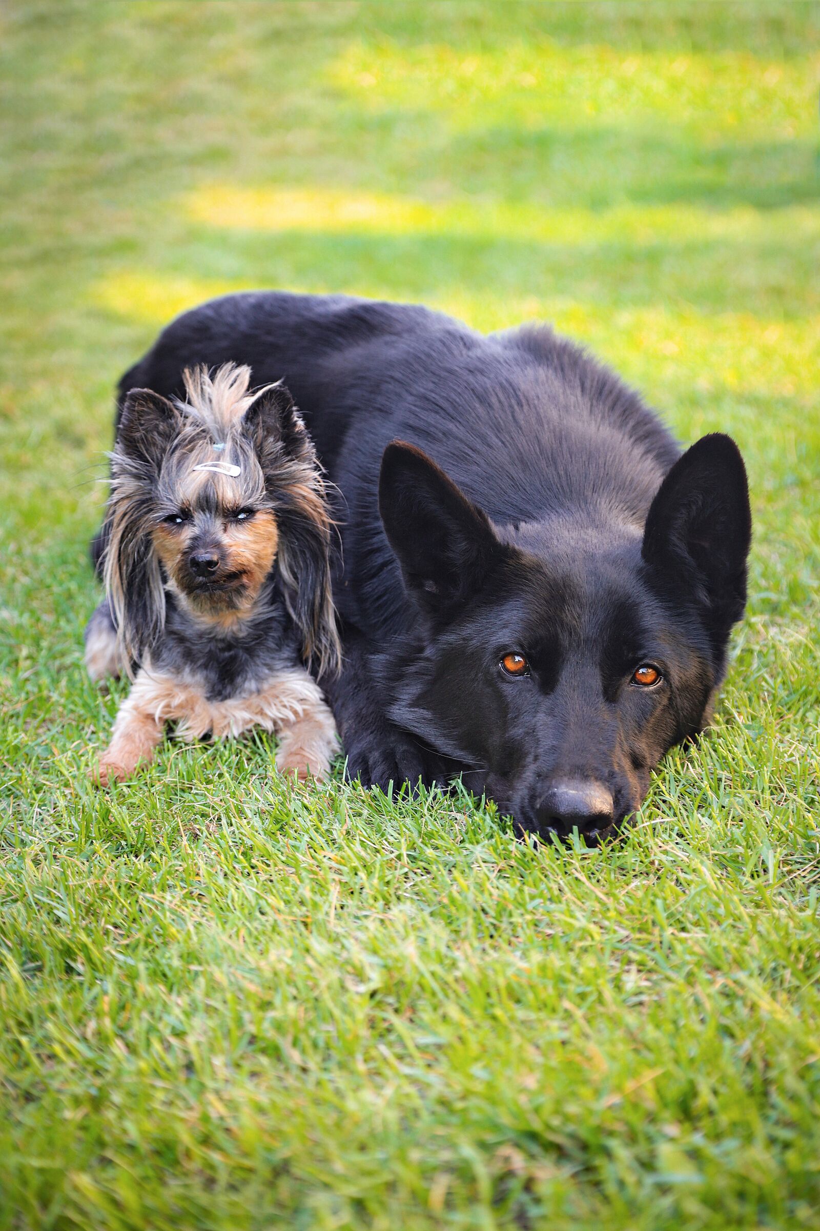 Canon EOS 6D Mark II + Canon EF 24-105mm F4L IS USM sample photo. Yorkshire terrier, black german photography