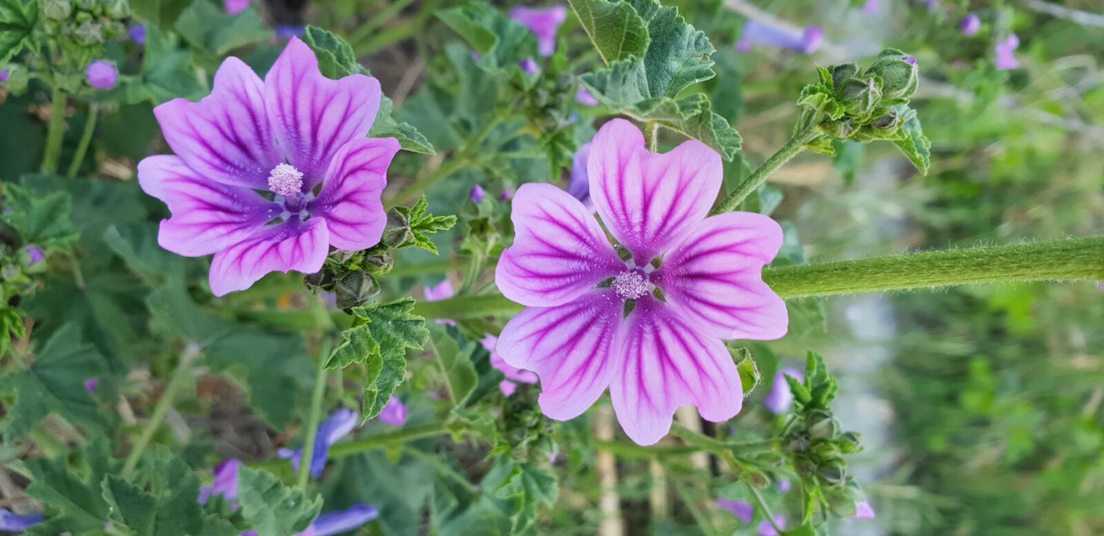 Samsung Galaxy S9+ sample photo. Malva, flower, flores photography