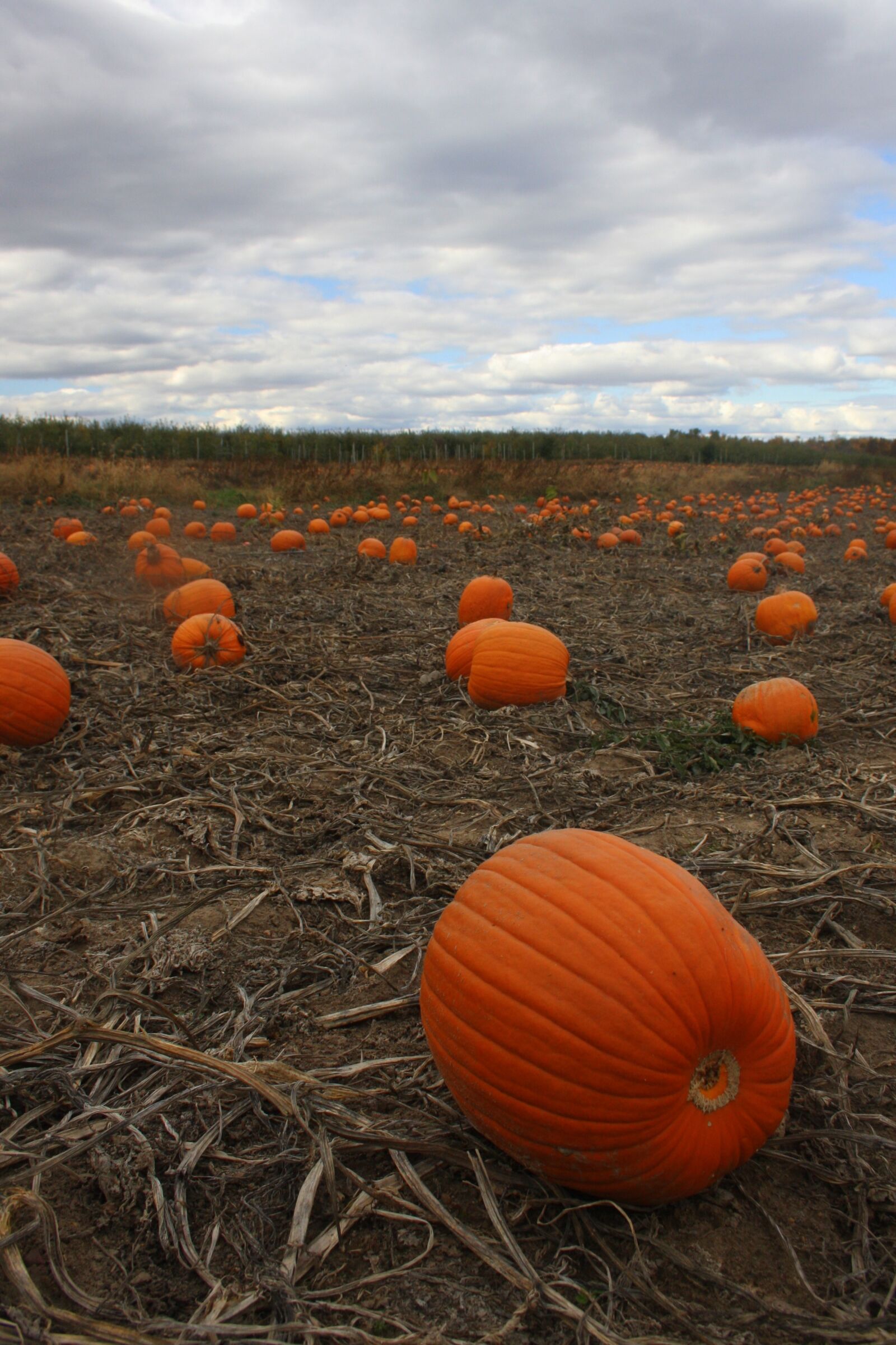 Canon EOS 40D sample photo. Pumpkin patch, october, pumpkin photography