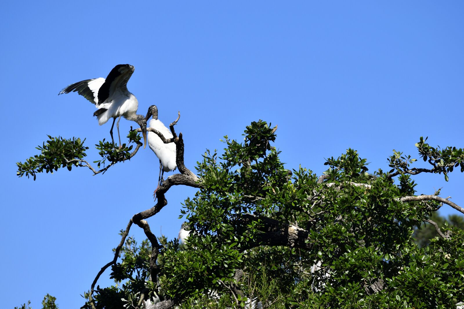 Nikon D3300 sample photo. Wood storks, wildlife, stork photography