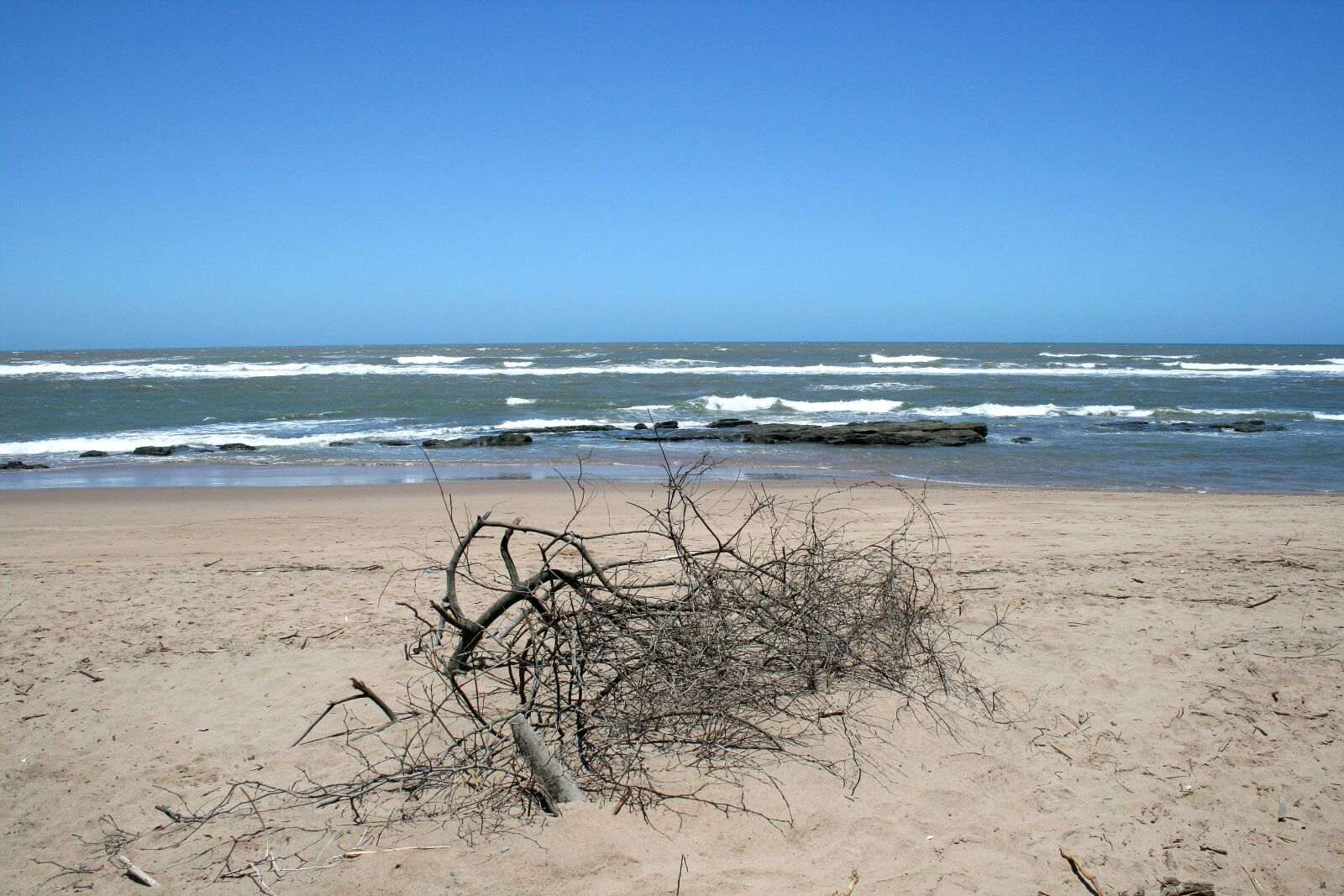 Canon EOS 400D (EOS Digital Rebel XTi / EOS Kiss Digital X) sample photo. Deadwood on beach, sea photography