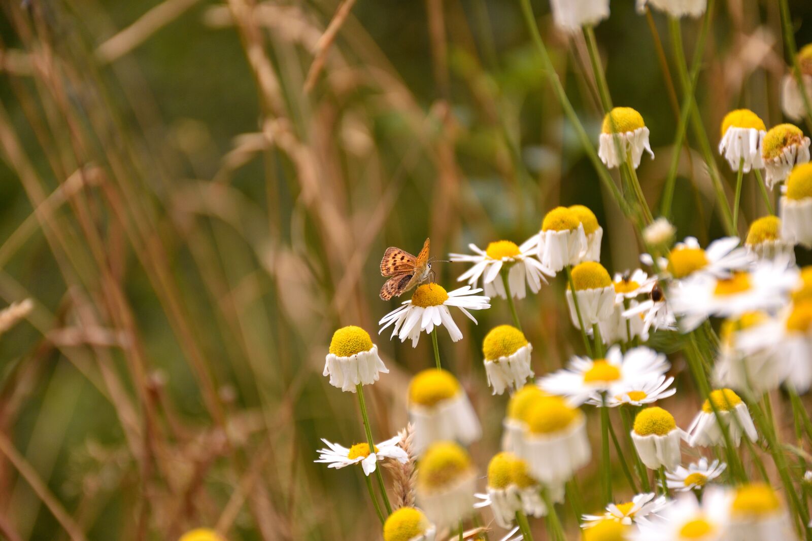 Nikon D5500 sample photo. Daisies, butterfly, nature photography