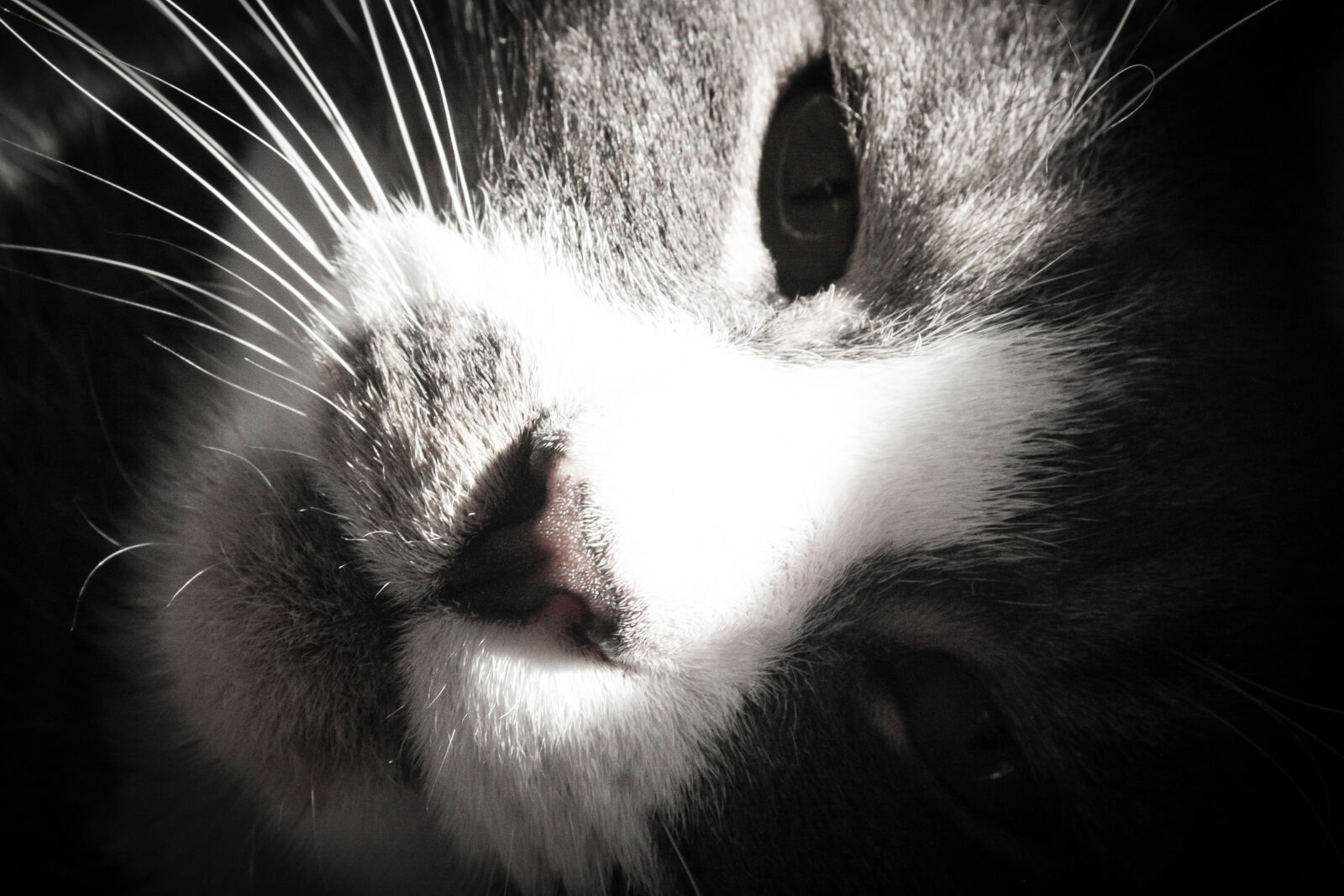 Canon EF-S 18-55mm F3.5-5.6 II sample photo. Cat, cute, eyes, gray photography