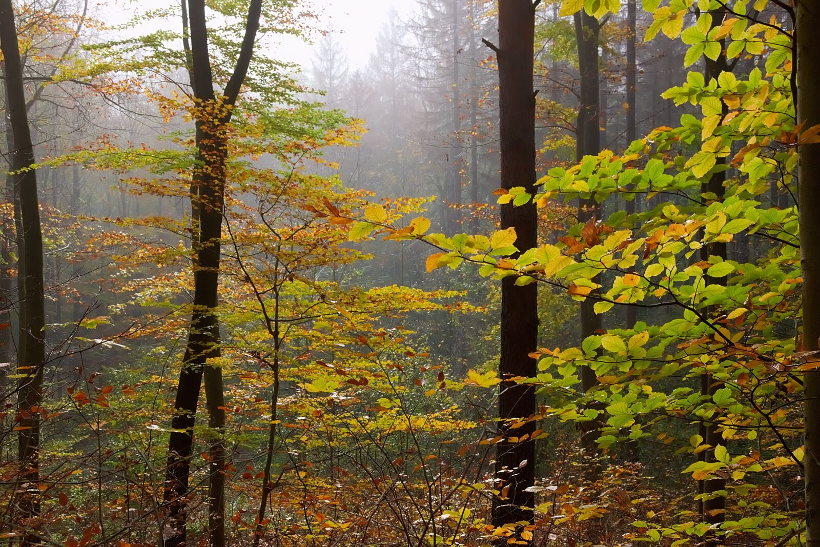 Nikon D3300 sample photo. Autumn, colorful, leaves photography