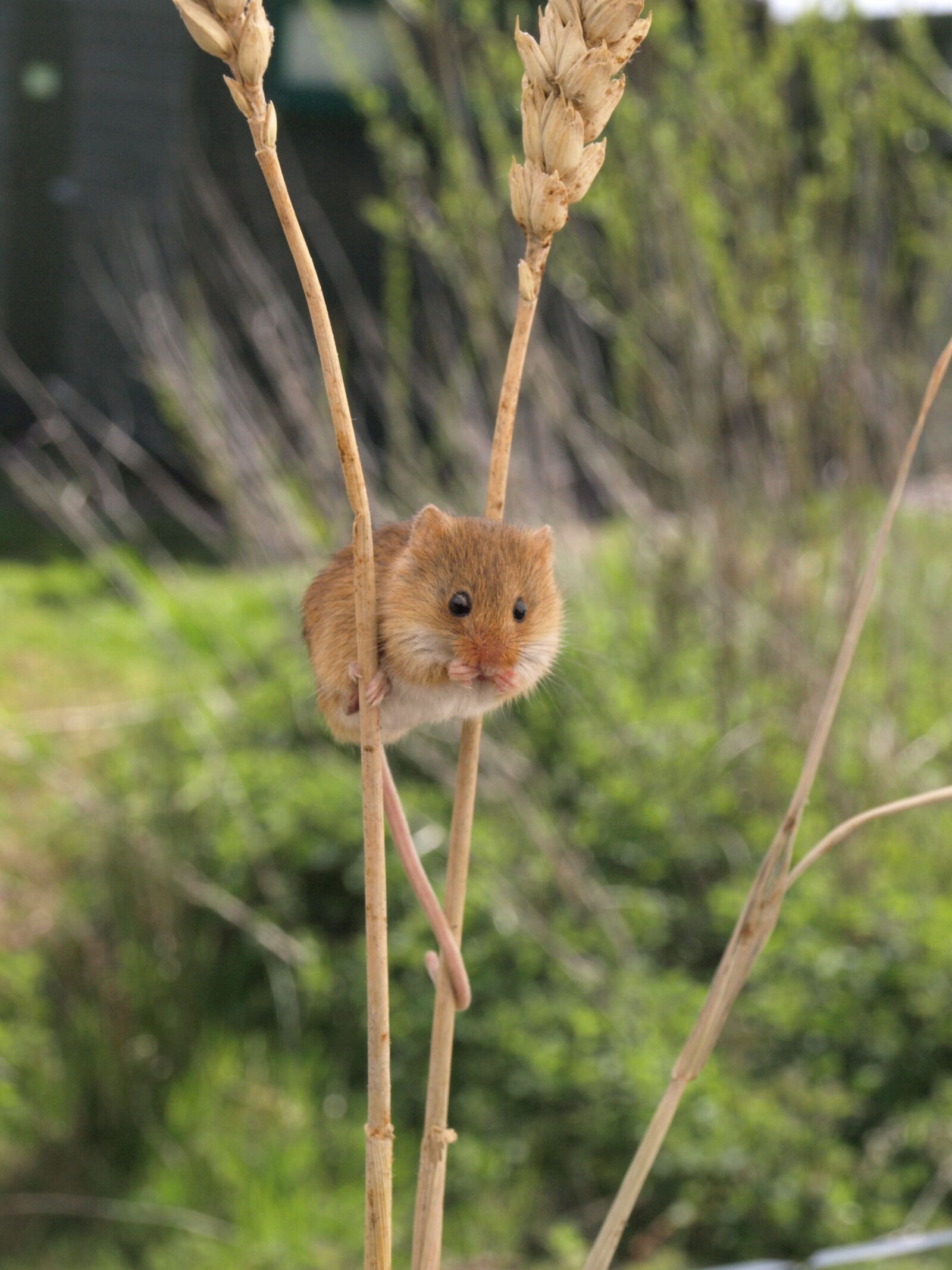 Olympus E-510 (EVOLT E-510) sample photo. Harvest mouse, small, shy photography