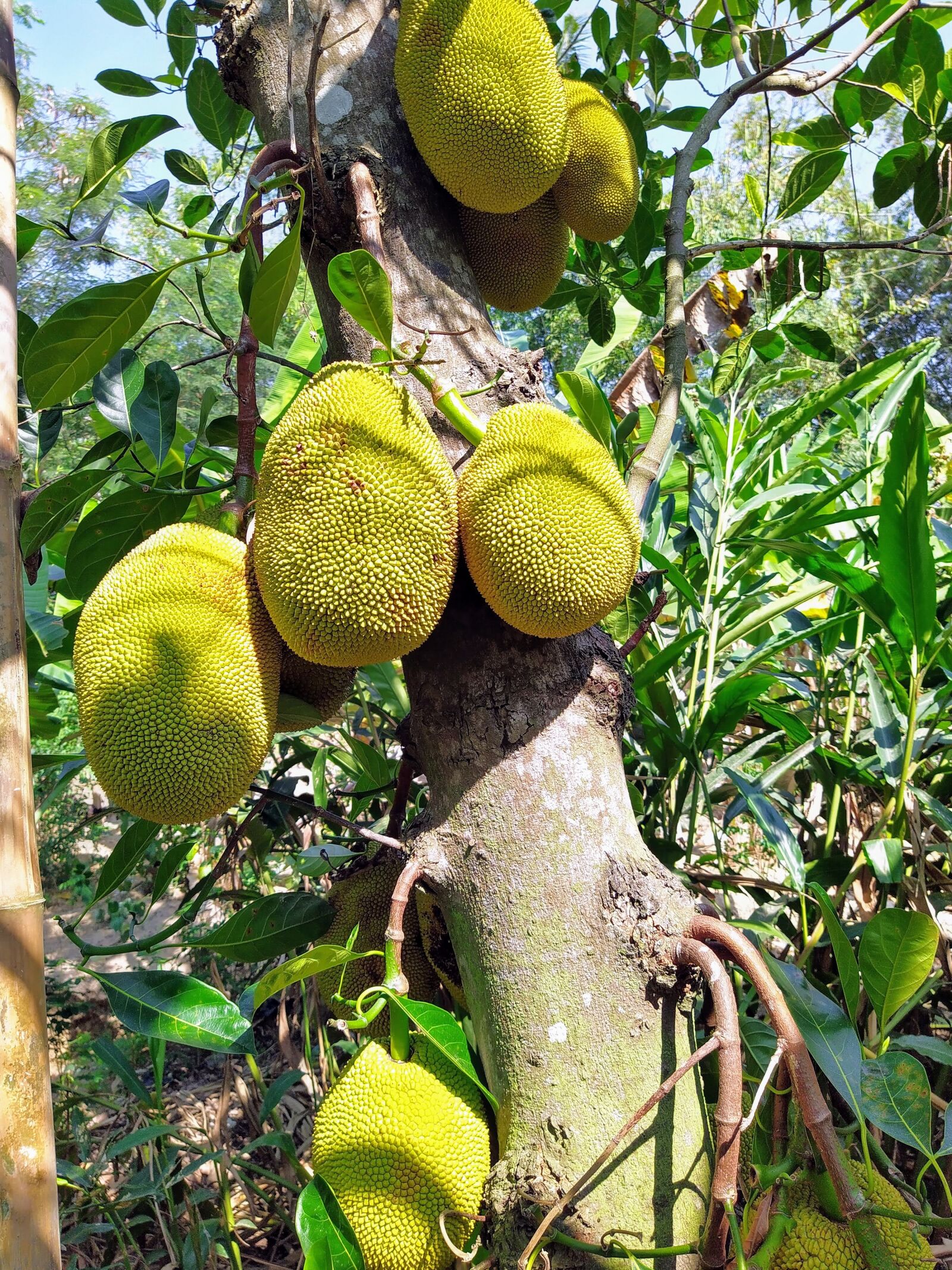 HMD Global Nokia 7.2 sample photo. Jackfruit tree, jack fruit photography