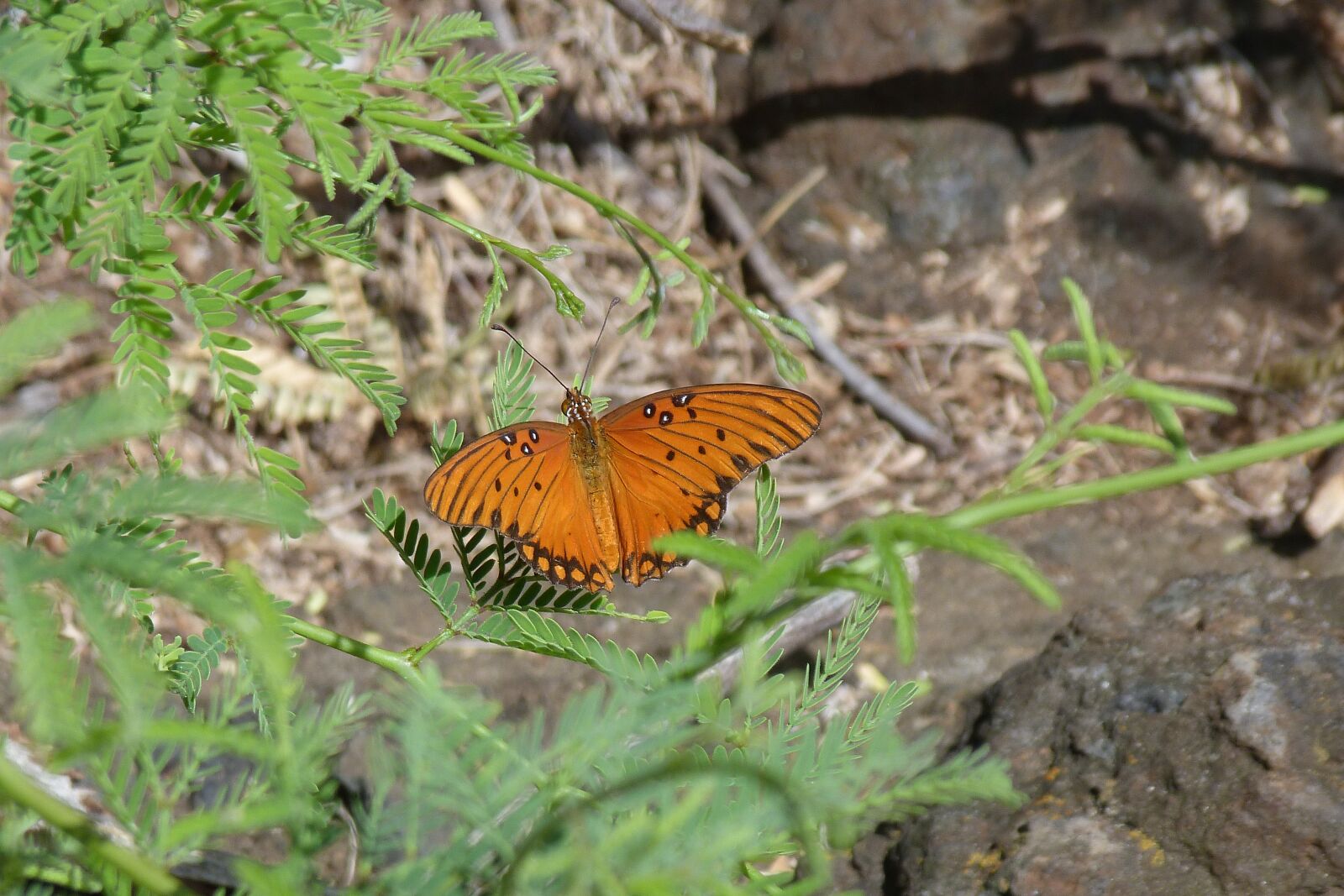 Panasonic Lumix DMC-FZ40 (Lumix DMC-FZ45) sample photo. Butterfly, orange, nature photography