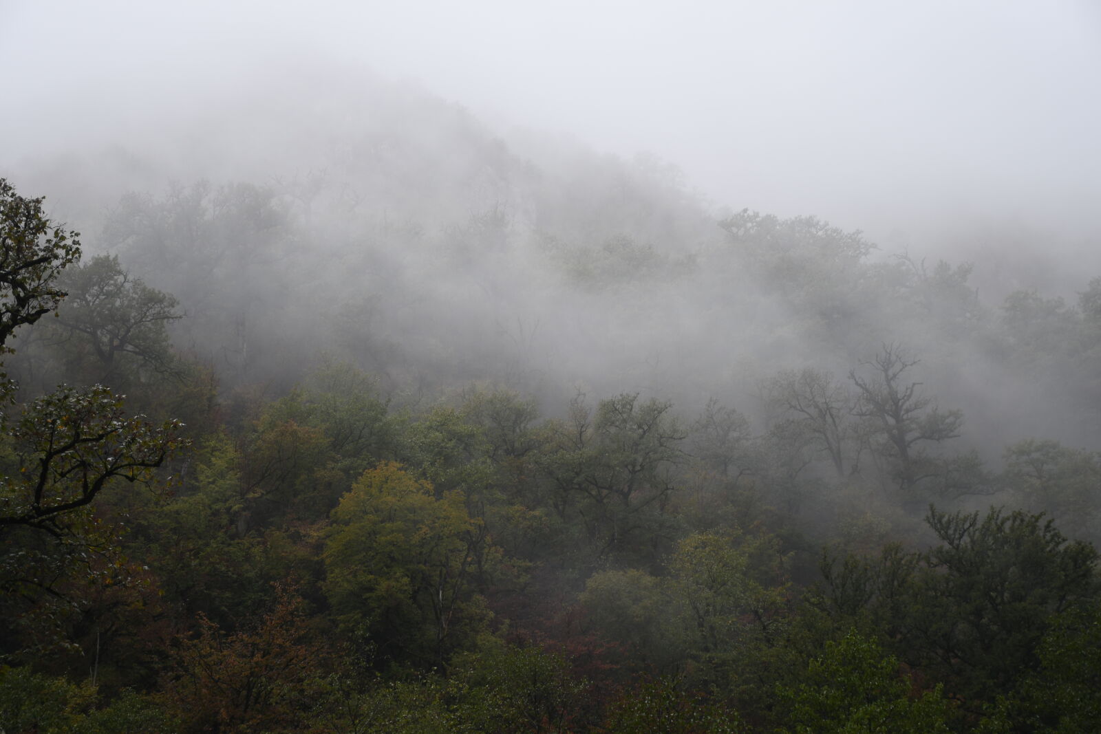 Nikon D7500 sample photo
