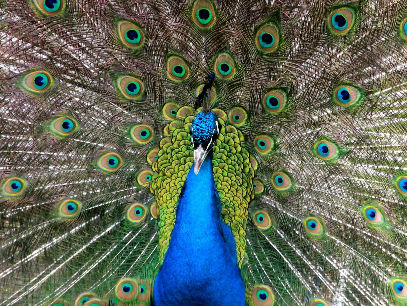 Canon EOS 550D (EOS Rebel T2i / EOS Kiss X4) sample photo. Peacock, wheel, beat rad photography