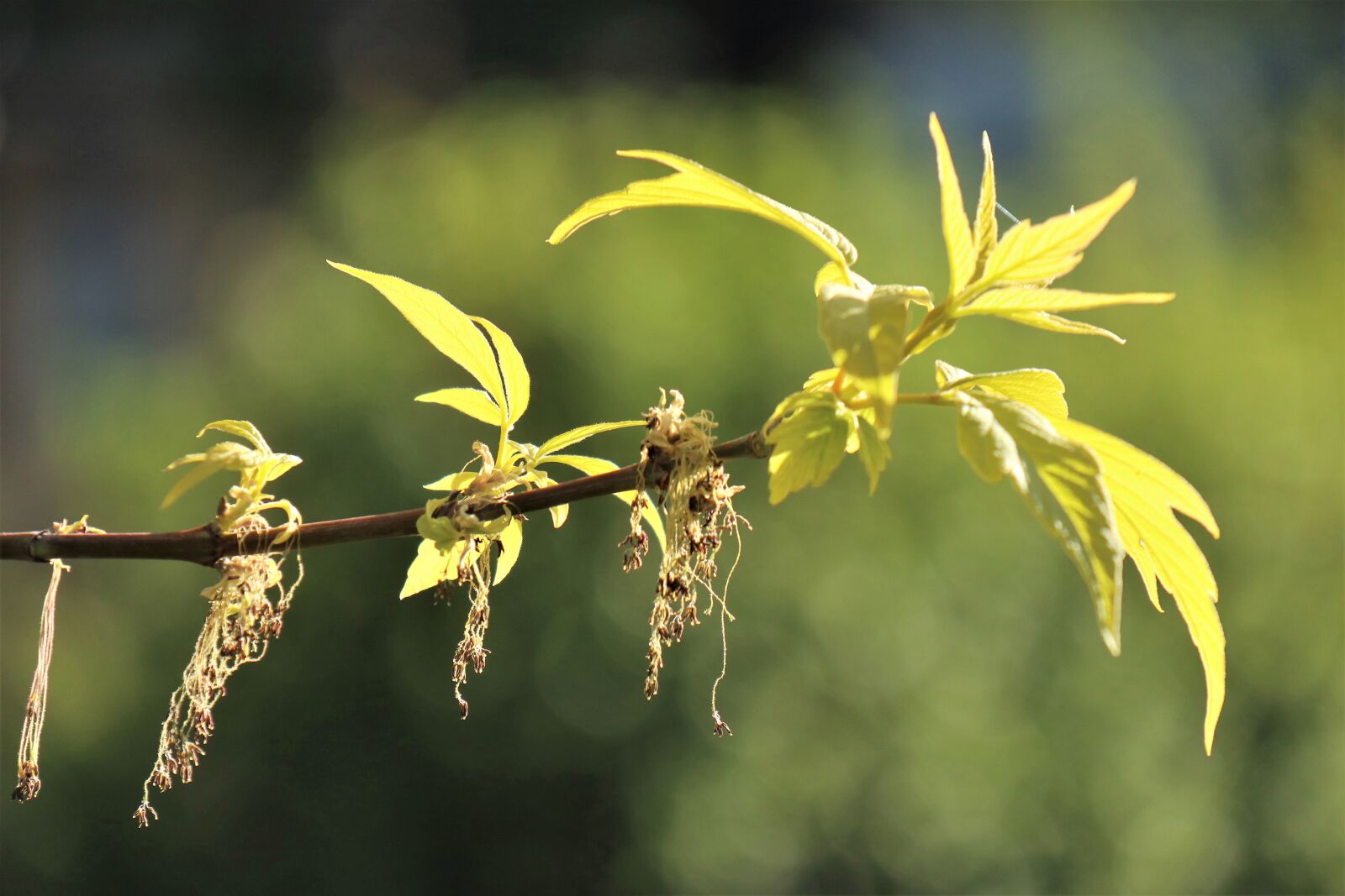 Canon EOS M6 sample photo. Wiosennie, recently, young leaves photography