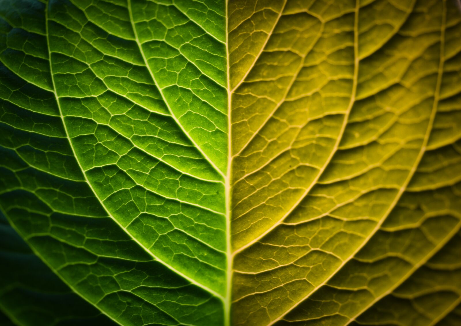 Nikon D610 sample photo. Leaf grain, macro, nature photography