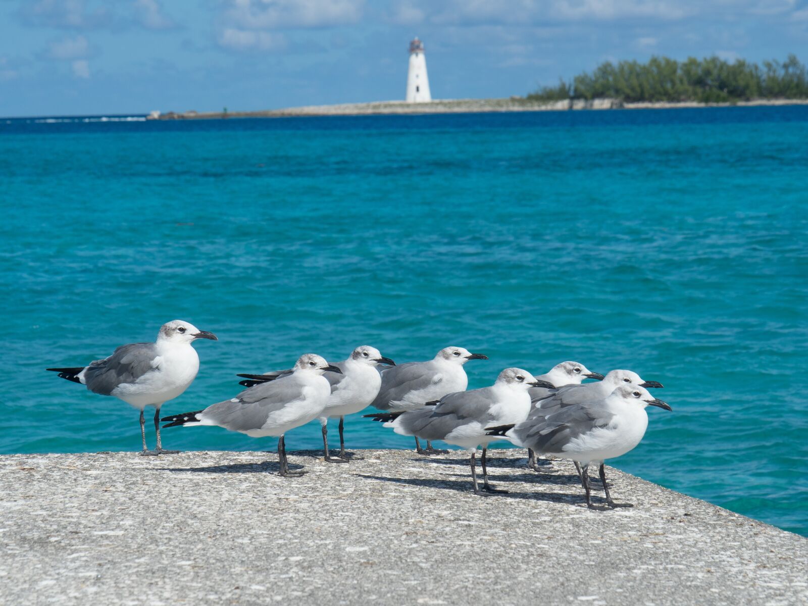 Olympus OM-D E-M1 Mark II sample photo. Birds, seagulls, lighthouse photography