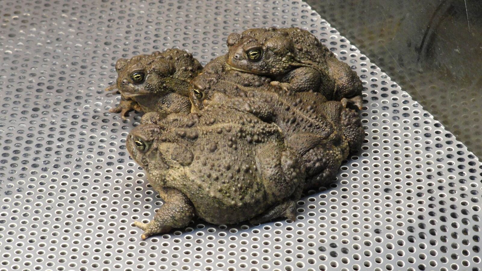 Sony Cyber-shot DSC-H55 sample photo. Wyoming, toads, frog, amphibians photography