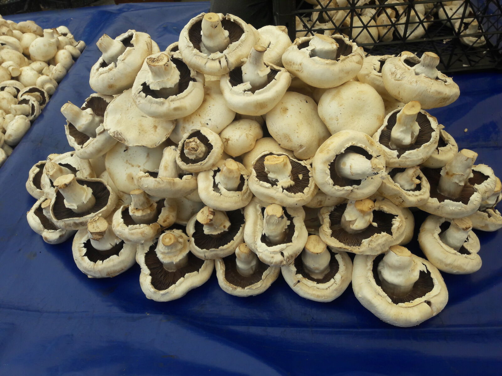 Samsung Galaxy J7 sample photo. Mushrooms photography