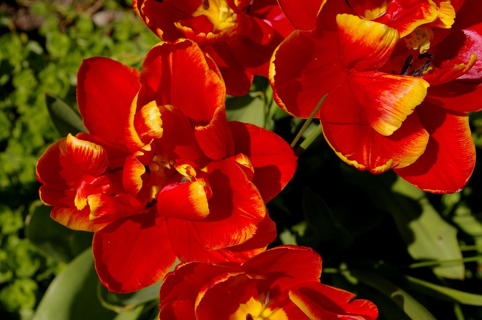 Pentax *ist DL2 sample photo. Tulips, red tulips, red photography