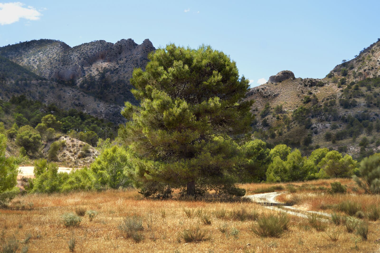 Nikon D3200 sample photo. Landscape, pine, nature photography